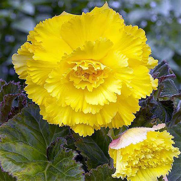 hell Gelb Nelke Blumensamen zur Aussaat ideal Rabatten Traditionssorte & ohne Gentechnik Samen Hausgarten