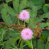 Rosa Mimosa Pudica Blumensamen zur Aussaat Anzucht Traditionssorte & ohne Gentechnik Samen Hausgarten