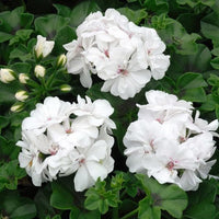 Weiß Geranie Pelargonium Blumensamen zur Aussaat Bestäuber freundlich Traditionssorte & ohne Gentechnik Samen Hausgarten