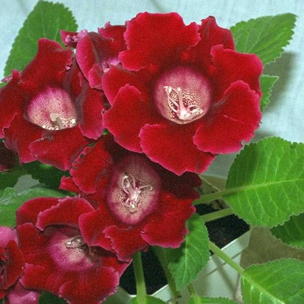 tief Rot Gloxinie Blumensamen zur Aussaat Bestäuber freundlich Traditionssorte & ohne Gentechnik Samen Hausgarten