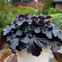 Heuchera Versatile Foliage Superstars Blumensamen zur Aussaat Drought verträglich Traditionssorte & ohne Gentechnik Samen Hausgarten