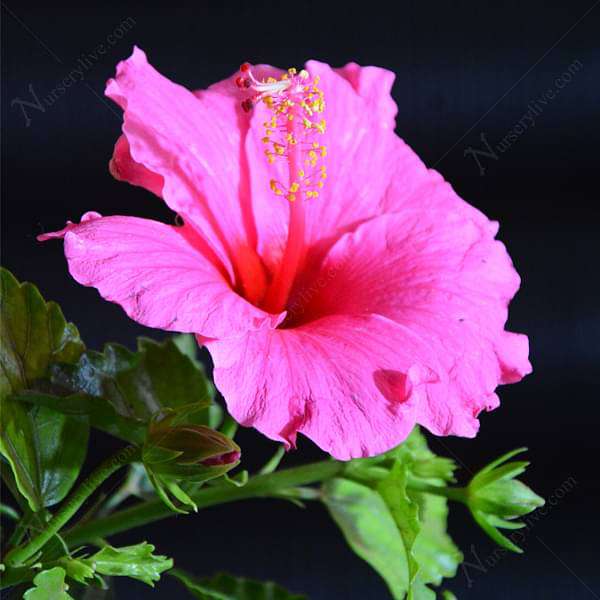 Rosa Hibiskus Blumensamen zur Aussaat lang Blüte Saison Traditionssorte & ohne Gentechnik Samen Hausgarten