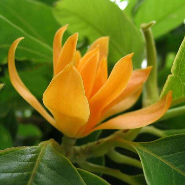 Champa Blumensamen zur Aussaat – duftend Blüten – Traditionssorte & ohne Gentechnik Samen Hausgarten