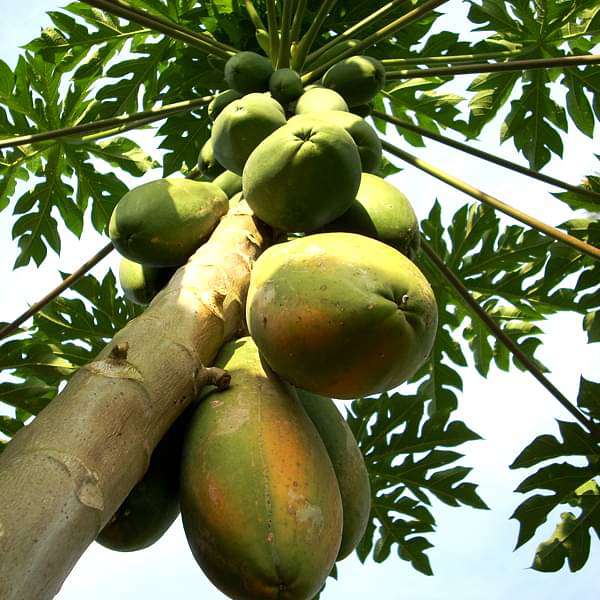 Semi di papaya per una coltivazione facile