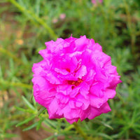 Portulacaria Blumensamen zur Aussaat – farbenfroh Schau – Traditionssorte & ohne Gentechnik Samen Hausgarten