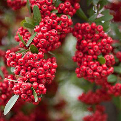 Rot Pyracantha Fortuneana Samen zur Aussaat leuchtend Berries – -Growing Shrub