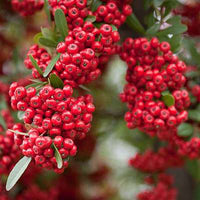 Rot Pyracantha Fortuneana Samen zur Aussaat leuchtend Berries – -Growing Shrub