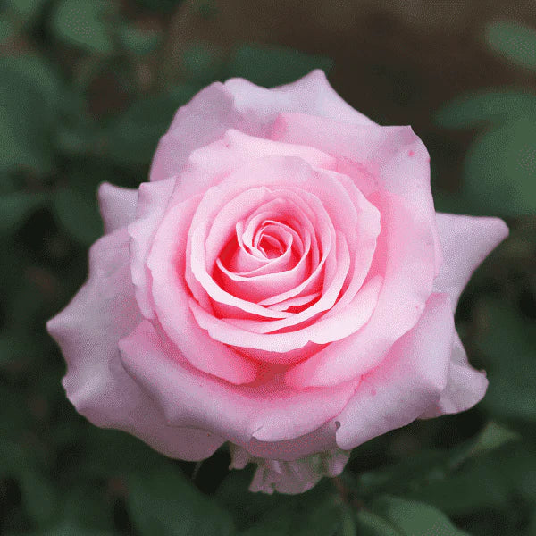 Grün und Rosa Rose Blumensamen zur Aussaat
