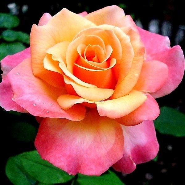 Orange Gelb Rose Blumensamen zur Aussaat Drought verträglich Traditionssorte & ohne Gentechnik Samen Hausgarten