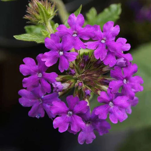 Blau Eisenkraut Blumensamen zur Aussaat – Drought verträglich – Traditionssorte & ohne Gentechnik Samen Hausgarten