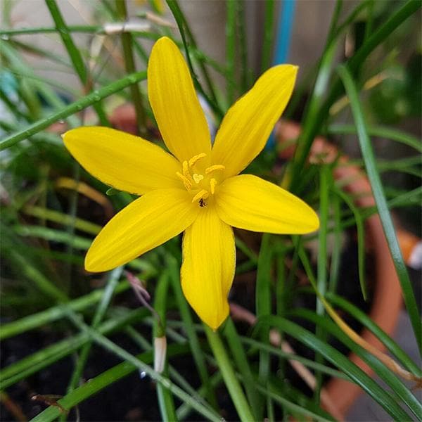 Gelb Zephyranthes Blumensamen zur Aussaat Halbschatten verträglich Traditionssorte & ohne Gentechnik Samen Hausgarten