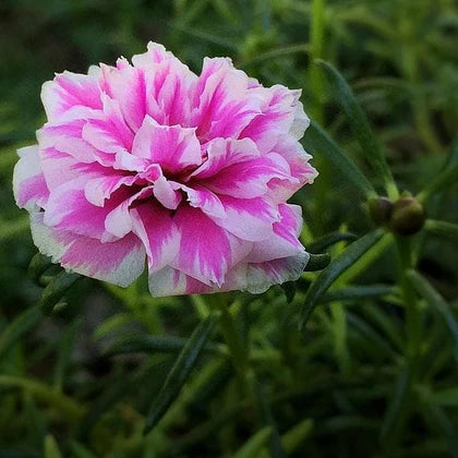 Rosa Portulaca Grandiflora Samen zur Aussaat – leuchtend einjährig Blumen