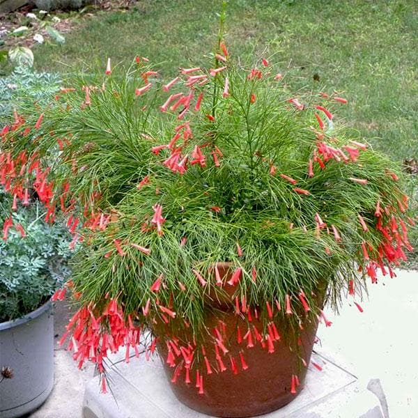 Russelia Blumensamen zur Aussaat – robust Sorte – Traditionssorte & ohne Gentechnik Samen Hausgarten