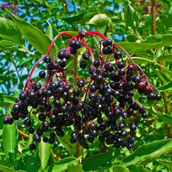 Sambucus nigr Samen für einfaches Anpflanzen