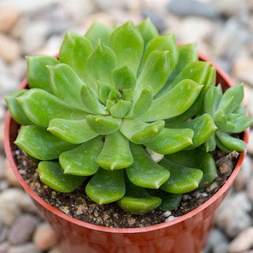 Grün Succulent Blumensamen zur Aussaat – Halbschatten verträglich Traditionssorte & ohne Gentechnik Samen Hausgarten