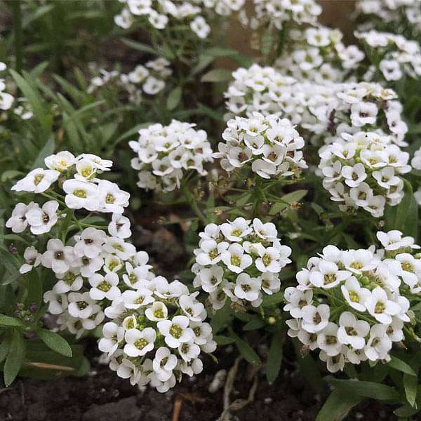 Alyssum Blumensamen zur Aussaat Schnitt Blume beliebt Traditionssorte & ohne Gentechnik Samen Hausgarten