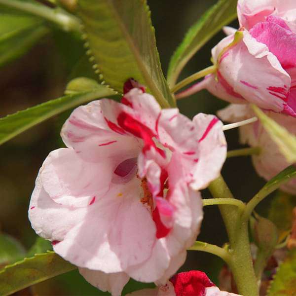 Weiß Rot Springkraut Kamelie Blumensamen saisonal Dauerblüher Traditionssorte & ohne Gentechnik Samen Hausgarten