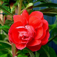 Balsamine Blumensamen zur Aussaat – sonnenliebend – Traditionssorte & ohne Gentechnik Samen Hausgarten