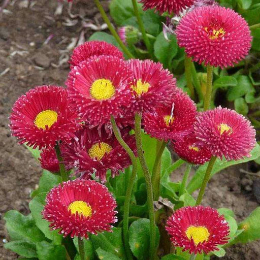 Rot Bellis Blumensamen zur Aussaat – leuchtend Blüten – Traditionssorte & ohne Gentechnik Samen Hausgarten