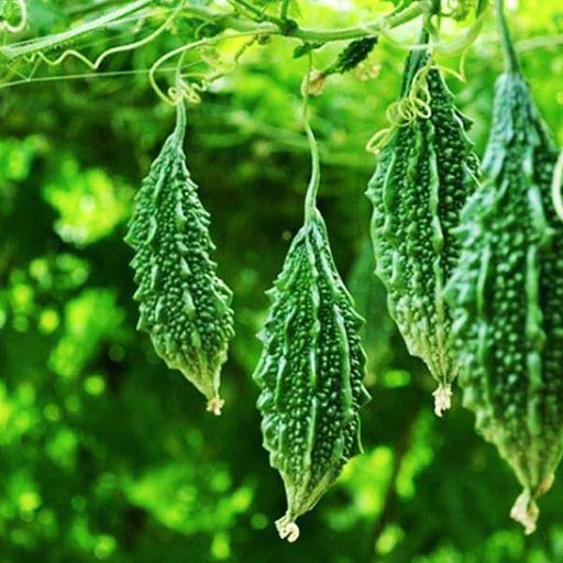 Semi di melone amaro Indian Magara F1