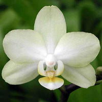 Traditionssorte Schmetterling Orchidee Blumensamen zur Aussaat pflegeleicht Traditionssorte & ohne Gentechnik Samen Hausgarten