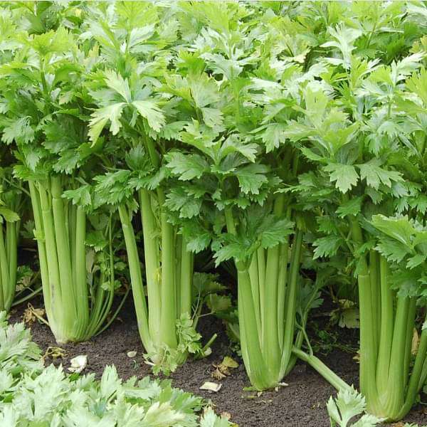 Celeriac Planting Samen Collection | Grow Your Own Gemüse
