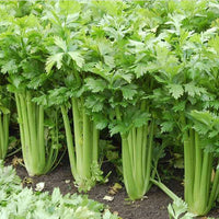 Celeriac Planting Samen Collection | Grow Your Own Gemüse