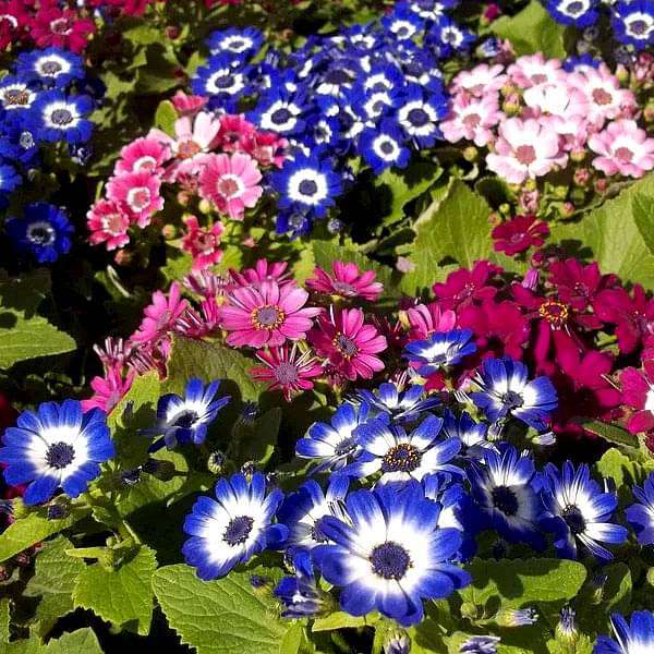 Semi di cineraria blu, ideali per la semina