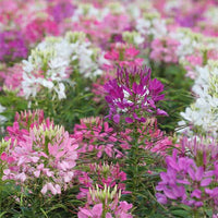 Lila Cleome Samen Blumensamen zur Aussaat – hochwertige Qualitäts- – Traditionssorte & ohne Gentechnik Samen Hausgarten