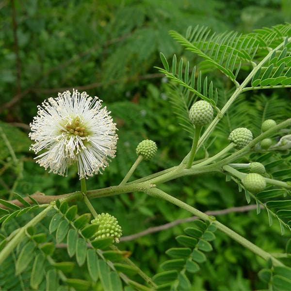 Weiß Acacia mehrjährig Blumensamen zur Aussaat Bestäuber freundlich Traditionssorte & ohne Gentechnik Samen Hausgarten