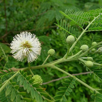 Weiß Acacia mehrjährig Blumensamen zur Aussaat Bestäuber freundlich Traditionssorte & ohne Gentechnik Samen Hausgarten