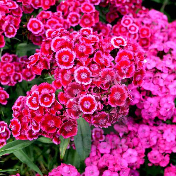 Semillas de Dianthus, clavel