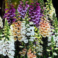 Bronze & Weiß Foxglove Digitalis Samen elegant Blumen