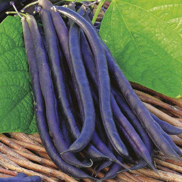 Lila Bush Bean Samen for Gemüse Planting