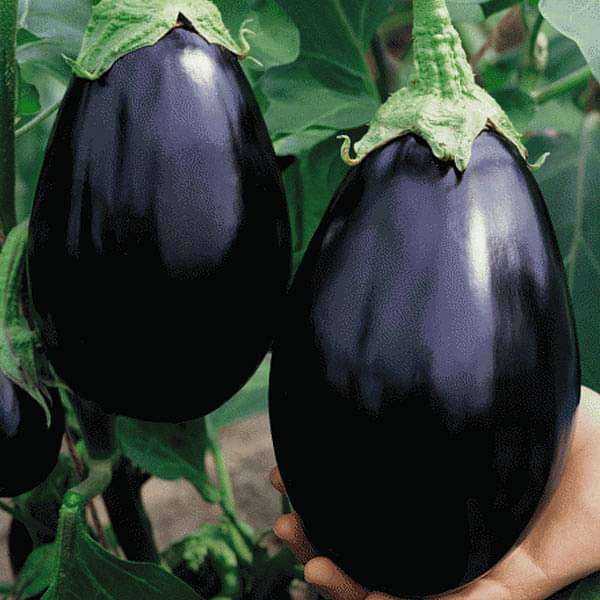 Schwarz Eggplant Gemüse Samen zum Pflanzen | Grow Delicious Eggplants at Home