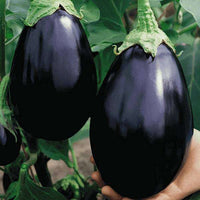 Schwarz Eggplant Gemüse Samen zum Pflanzen | Grow Delicious Eggplants at Home