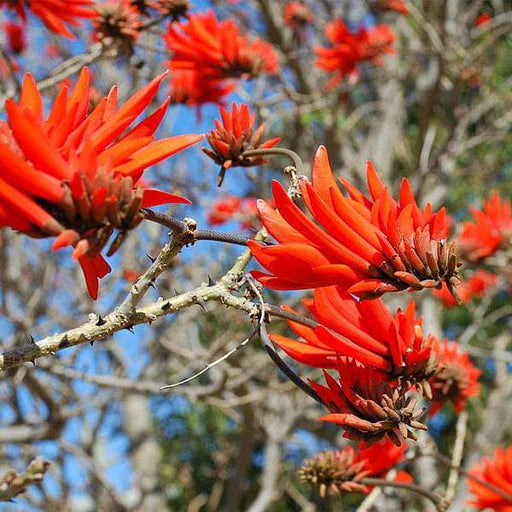 Erythrina Blumensamen zur Aussaat – saisonal Dauerblüher – Traditionssorte & ohne Gentechnik Samen Hausgarten
