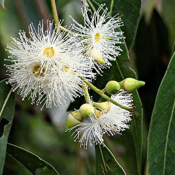 Gemischt Eucalyptus Blumensamen zur Aussaat – leuchtend – Traditionssorte & ohne Gentechnik Samen Hausgarten