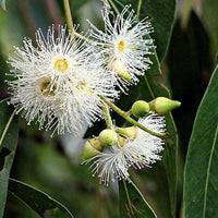 Gemischt Eucalyptus Blumensamen zur Aussaat – leuchtend – Traditionssorte & ohne Gentechnik Samen Hausgarten
