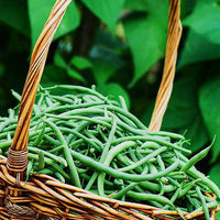 Weiß Cattle Bean Samen  Perfect for Home Gemüse Gardens