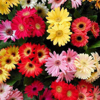 Gemischt Gerbera Blumensamen zur Aussaat – kompakt Wuchs – Traditionssorte & ohne Gentechnik Samen Hausgarten