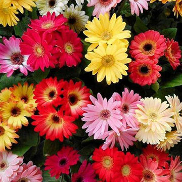 Gemischt Gerbera Blumensamen zur Aussaat – kompakt Wuchs – Traditionssorte & ohne Gentechnik Samen Hausgarten