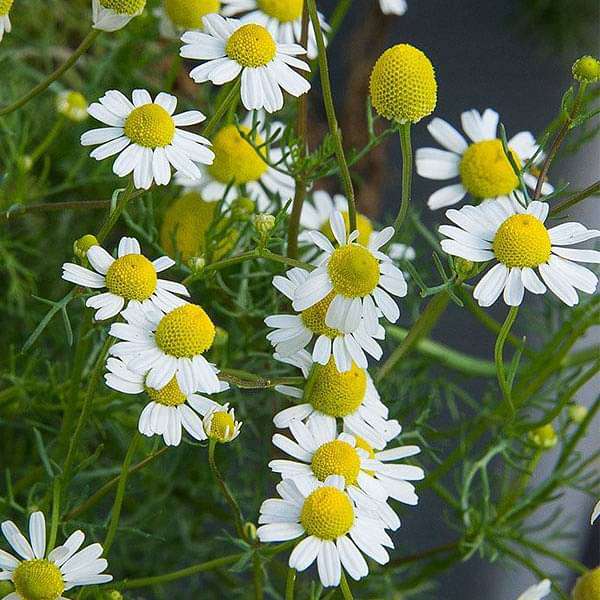 Chamomile Samen zur Aussaat – zur eigenen Anzucht von Chamomile Blumen