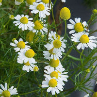 Chamomile Samen zur Aussaat – zur eigenen Anzucht von Chamomile Blumen