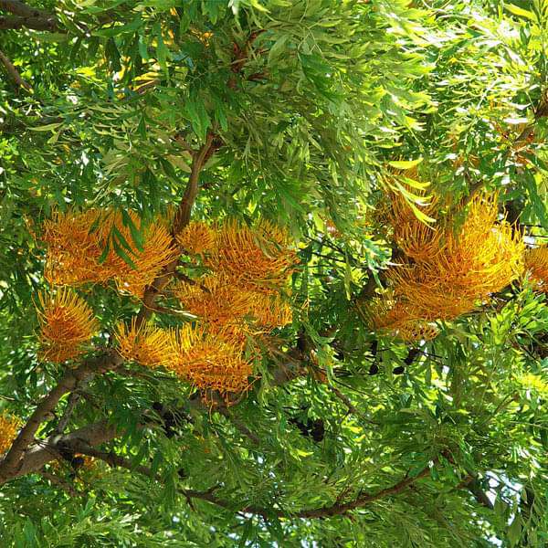 Eiche Blumensamen zur Aussaat – Halbschatten verträglich – Traditionssorte & ohne Gentechnik Samen Hausgarten