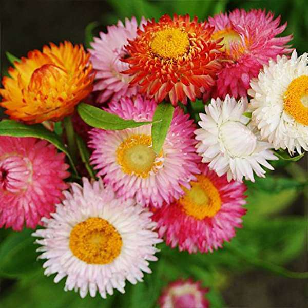 Helichrysum Bracteatum Blumensamen zur Aussaat Bestäuber freundlich Traditionssorte & ohne Gentechnik Samen Hausgarten