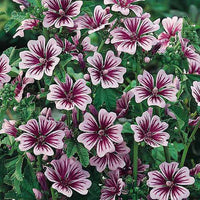 Malva Blumensamen zur Aussaat – saisonal Dauerblüher – Traditionssorte & ohne Gentechnik Samen Hausgarten