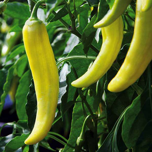 Semi di peperone giallo per la coltivazione di ortaggi
