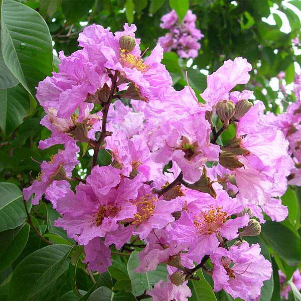 Lagerstroemia Blumensamen zur Aussaat ideal Rabatten Traditionssorte & ohne Gentechnik Samen Hausgarten