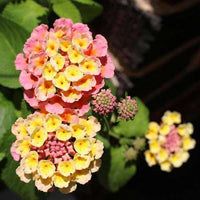 Wandelrose Blumensamen zur Aussaat – Anzucht – Traditionssorte & ohne Gentechnik Samen Hausgarten